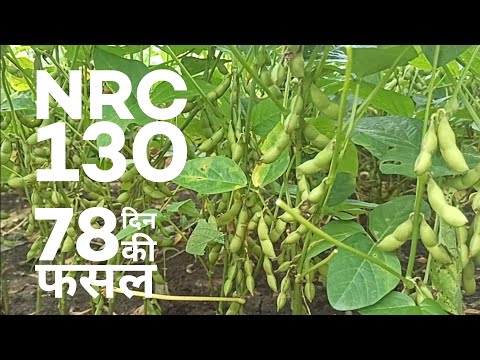 NRC 130 soyabean