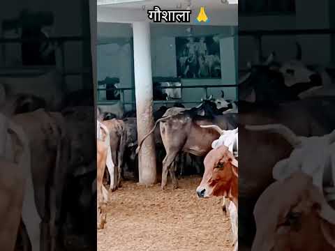 #gaumata #viral #shorts #youtubeshorts #youtube #shortvideo #vlog #viralvideo #reel #video #gaushala