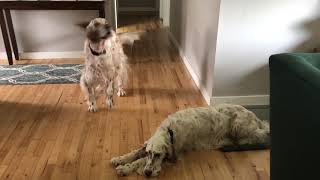 English Setter Wanting For Walks