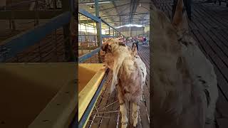 Unnat Goat Farm 9852990008