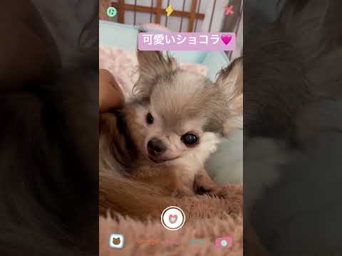 可愛いショコラ🩷#チワワ #ちわわ大好き #16さい #老犬