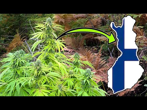 Cannabis Grow in Forest | Finland