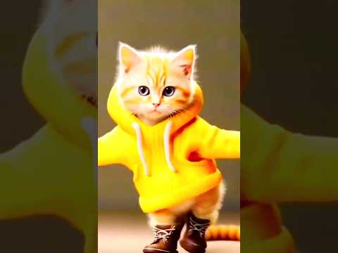 touba touba #cat #catdance #cute #catlover #shorts