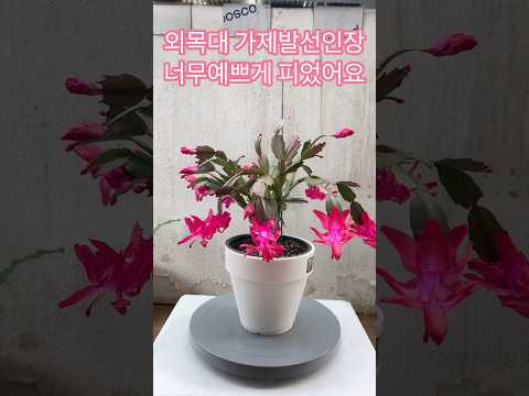 외목대 가제발선인장 예쁘게 피었어요 #shorts