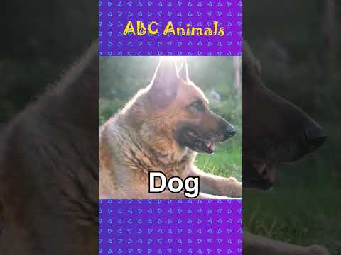 ABC Animals | A B C D E F G H #animal #abcd