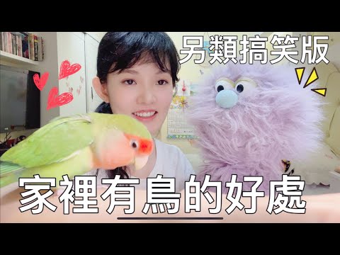 你不知道家裡有鳥的另類好處 安妮古德輕鬆一下