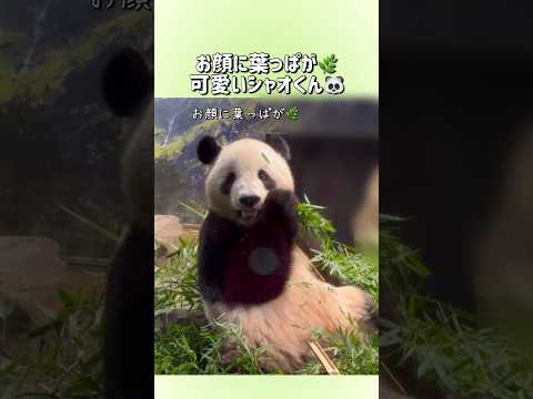 【お顔に葉っぱ🌿をつけながらご飯の可愛いシャオくん🐼】〜上野動物園〜