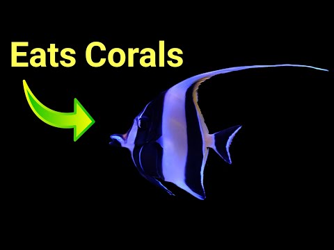 Watch This Before You Get A Moorish Idol