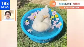 水浴び大好きアヒル 興奮のあまり…大暴れ！【Nスタ】