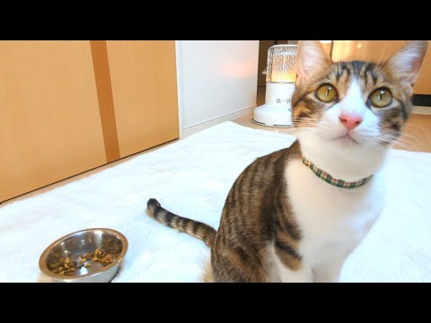 【ご報告】ご飯を食べなくなった猫はその後どうなったのか？