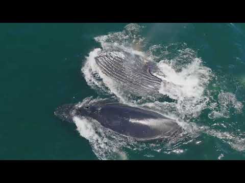 4k Humpback Whale Documentary Short (Nature Series Episode 2)