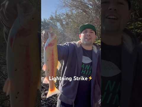 Big Lightning Trout‼️ #california #fishing #trout #fish #lightning #new #shorts #video #bankfishing