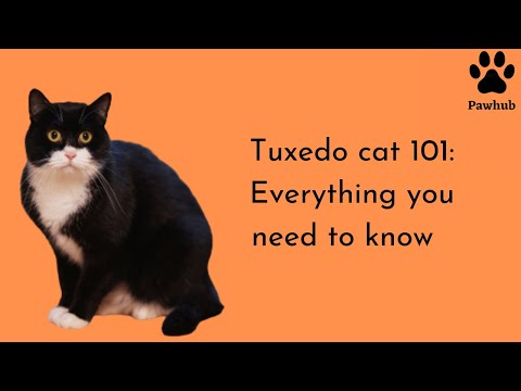 Tuxedo Cat 101 Everything you need to know