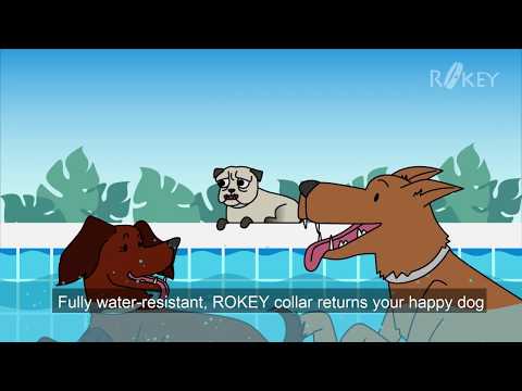 Rokey Flea and Tick Collar For Dogs - 12-Month Flea And Tick Prevention