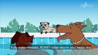 Rokey Flea and Tick Collar For Dogs - 12-Month Flea And Tick Prevention