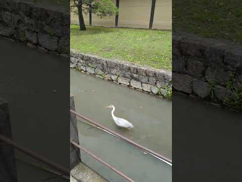 Heron in front of Tōji Temple in Kyoto #heron