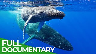 In the Feeding Grounds of the Humpback Whales | Free Documentary Nature