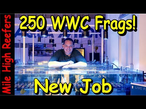 250 WWC Frags and I Got a New Job!