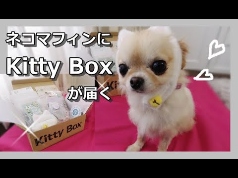 子ネコマフィンにキティボックスが届く😺４月のドギーボックス🐶チワワ～Kitty Box delivered to kitten Muffin 🌸April Doggy Box Chihuahua🎁