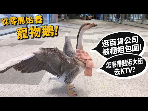 【從零開始養】寵物鵝!很兇?嘴很賤?逛百貨公司被包圍?怎麼外出?跟主人去KTV?【許伯簡芝】