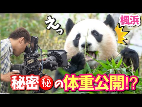 【パンダアイドル🐼楓浜】ふうひん体重バレて赤面？七夕のドッキリ取材🎋🐼