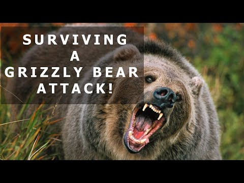 Fighting a Grizzly Bear with a Pocket Knife