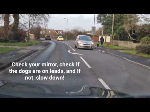 What should you do if you see a pedestrian with a dog while you are driving?