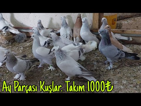 Ay Parçası Oyun Kuşları.