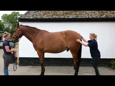 Horse Exercises | Dock Push