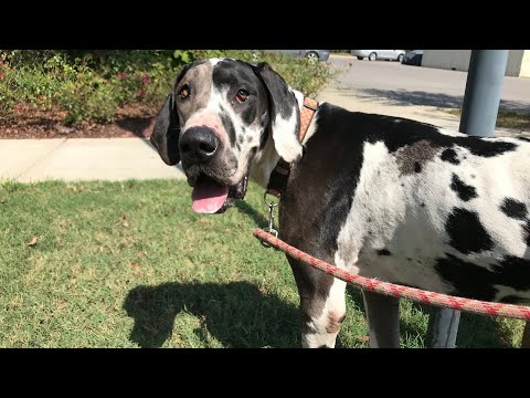 Great Dane vs  Bull Terrier A Temperament Battle