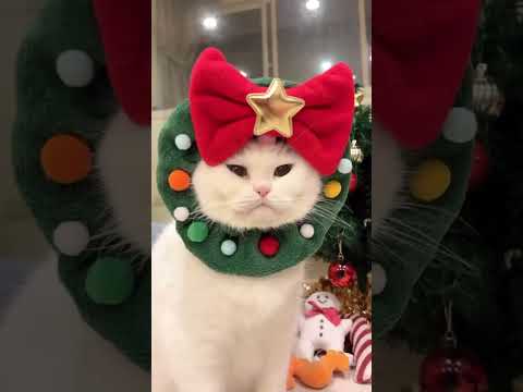 New Funny Animals | Funniest Cats and Dogs | Videos 2023 #pets#funny#cut