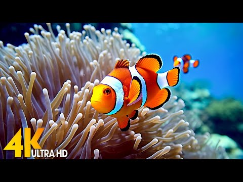 Aquarium 4K (ULTRA HD) • Vibrant Coral Reef & Exotic Sea Life, Sleep Meditation Music #3