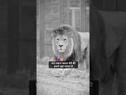 shayari ||attitude status ||boy status || lion attitude status ||trending video ||shayari Hindi||