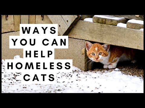 Ways You Can Help Homeless Cats