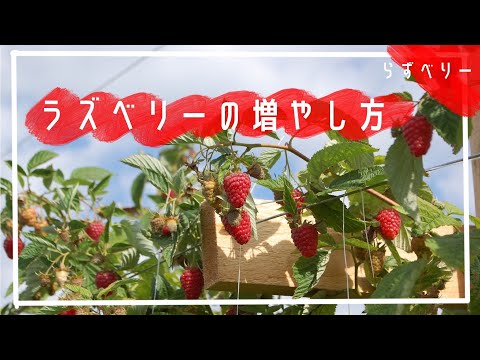 ラズベリーの増やし方