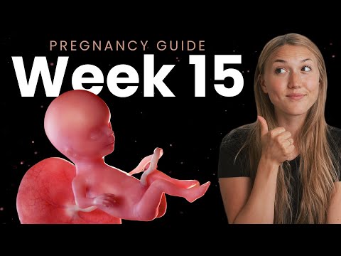 15 Weeks Pregnant | Week By Week Pregnancy