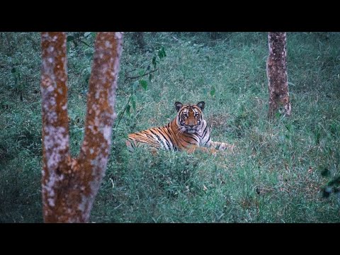 Nagaraholle Tiger Reserve..