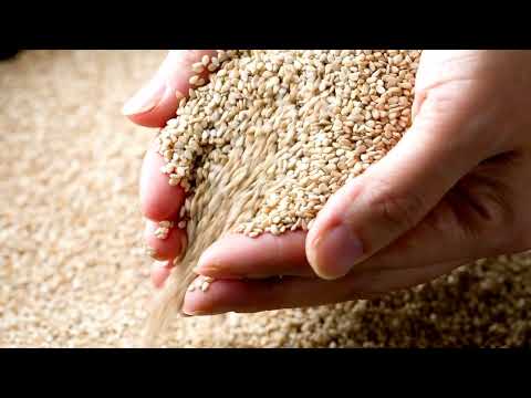 Tal | Sesame seeds | til | Raja Rani Sesame Seeds | Raja Rani Spices | Raja Rani Masala | Spices