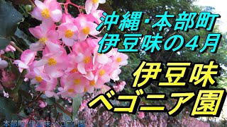 【沖縄の花】本部町「伊豆味ベゴニア園」本部町の山の中にある小さな植物園４月に咲く、ヒスイカズラ・ふゆあじさい・ベゴニアが満開に咲き誇る・沖縄観光・沖縄旅行