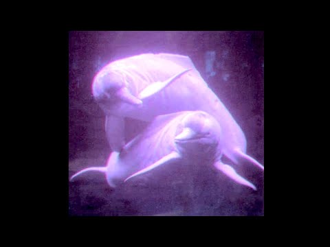 Stalked by a Pink Amazonian River Dolphin -- A Story from My Life