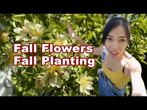 Garden Hangout LIVE: Fall flowers & Seed Sowing