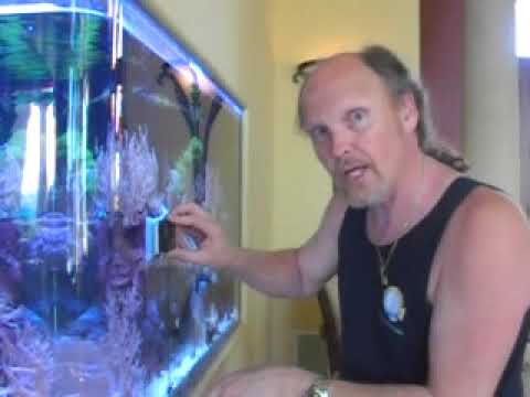 Soft Coral Reef Tank, LA Fishguys, Episode Seventeen, Part 1