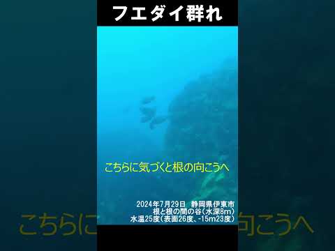 フエダイの群れ　2024年7月30日　#shorts  #水中映像 #釣り #魚