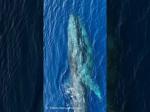 🐋捕食中の喉がオタマジャクシ状態のシロナガスクジラ🦐