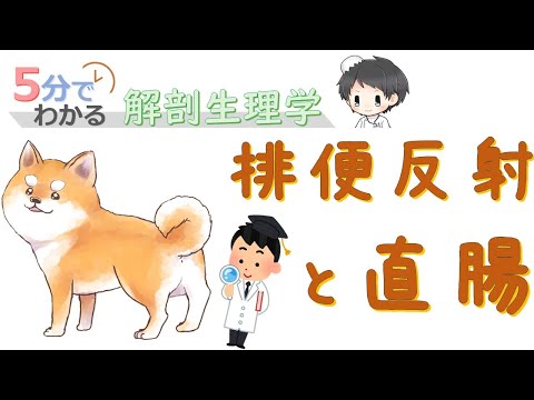 排便反射と直腸【5分でわかる解剖生理学】