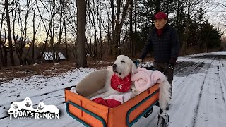 道路の雪が落ち着き2日ぶりに散歩へ出かけたルンルンです　Great Pyrenees　グレートピレニーズ