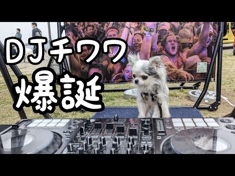 Yokohama Go Go Dog Festival