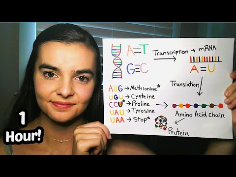 ASMR Teaching You Genetics! | Punnett Squares, Pedigrees, Meiosis, Transcription, Translation