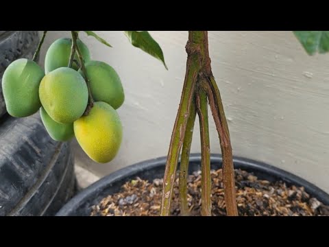 Multiple Grafting in Mango Trees / Best Tree Grafting