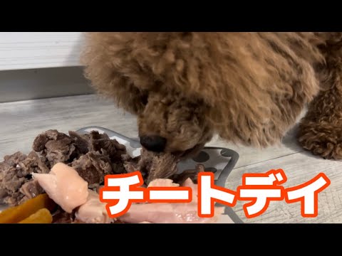 3歳になりました🐶たらふく食べてもらう日